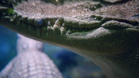 Siamese-crocodile-(Crocodylus-siamensis)-The-teeth-of-the-crocodile-close-up