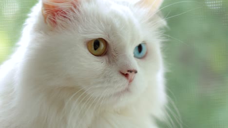 Gato-Doméstico-Con-Heterocromía-Completa.-Un-Gato-Blanco-Con-Ojos-De-Diferentes-Colores-Está-Sentado-Junto-A-La-Ventana.