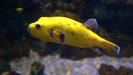 Arothron-meleagris,-commonly-known-as-the-guineafowl-puffer-or-golden-puffer,