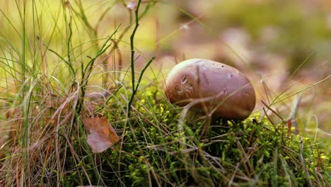 Mushrooms-champignon-In-a-Sunny-forest.