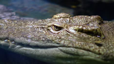 Siamese-crocodile-(Crocodylus-siamensis)
