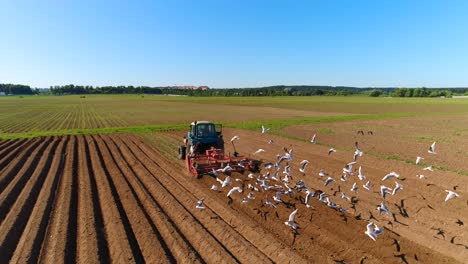 Agricultural-work-on-a-tractor-farmer-sows-grain.-Hungry-birds-are-flying-behind-the-tractor,-and-eat-grain-from-the-arable-land.