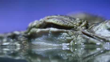 Siamese-crocodile-(Crocodylus-siamensis)