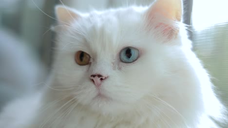 Domestic-cat-with-complete-heterochromia.-White-cat-with-different-colored-eyes-is-sitting-by-the-window.