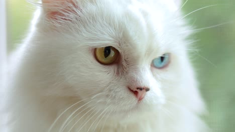 Hauskatze-Mit-Vollständiger-Heterochromie.-Weiße-Katze-Mit-Verschiedenfarbigen-Augen-Sitzt-Am-Fenster.