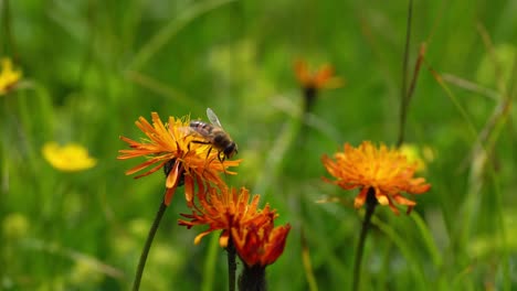 Alpine-meadow.-Wasp-collects-nectar-from-flower-crepis-alpina.