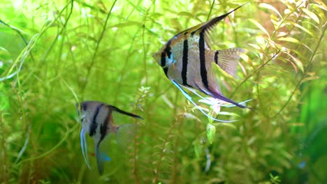 Angelfish-(Pterophyllum-scalare)