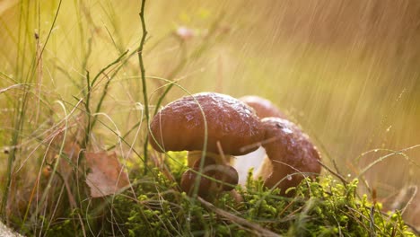 Mushrooms-In-a-Sunny-forest-in-the-rain.