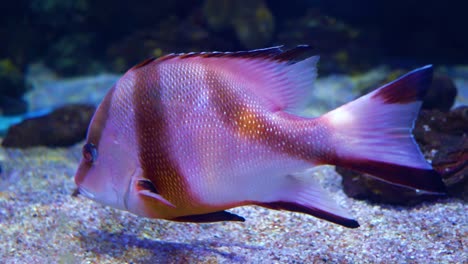 Lutjanus-sebae,-the-emperor-red-snapper,-is-a-species-of-snapper-native-to-the-Indian-Ocean-and-the-western-Pacific-Ocean.