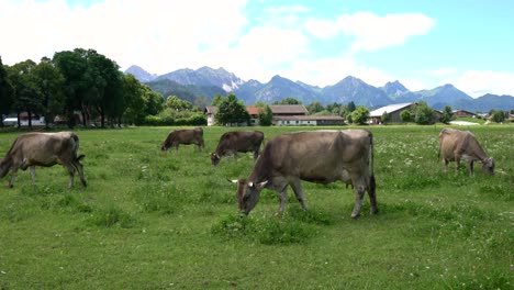 Cow-pasture-on-the-Alps
