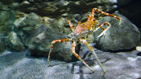 Japanese-spider-crab---(Macrocheira-kaempferi)