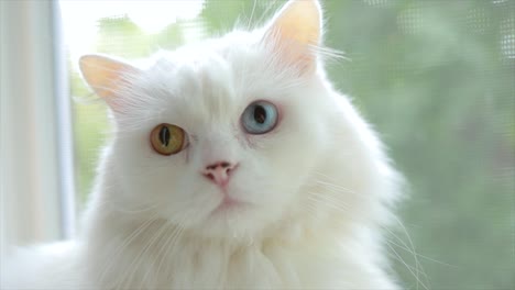 Gato-Doméstico-Con-Heterocromía-Completa.-Un-Gato-Blanco-Con-Ojos-De-Diferentes-Colores-Está-Sentado-Junto-A-La-Ventana.