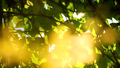 Grape-leaves-background.-The-rays-of-sunlight-make-their-way-through-the-leaves.