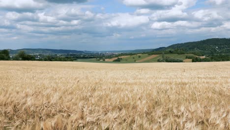 Baden-Wurttemberg-Germany.-Ears-of-wheat-on-background-of-blue-sky-and-clouds.