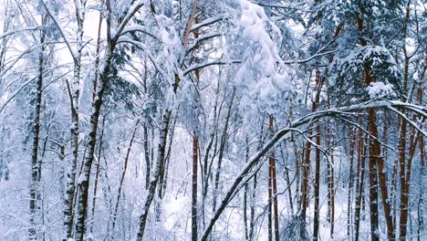 Verschneite-Äste-Im-Wald.-Wintermärchen-Hintergrund