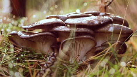 Pleurotus-Mushroom-In-a-Sunny-forest-in-the-rain.
