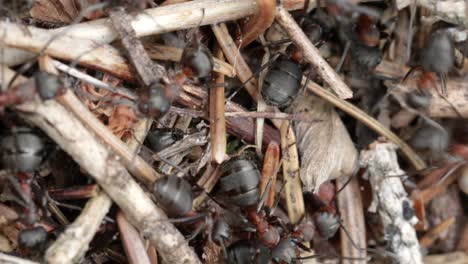 Wilder-Ameisenhaufen-Im-Wald,-Nahaufnahme