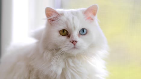 Hauskatze-Mit-Vollständiger-Heterochromie.-Weiße-Katze-Mit-Verschiedenfarbigen-Augen-Sitzt-Am-Fenster.