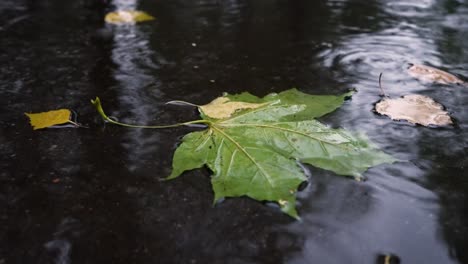Herbstregen-Bei-Schlechtem-Wetter,-Regentropfen-Auf-Der-Oberfläche-Der-Pfütze-Mit-Abgefallenen-Blättern.