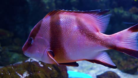 Lutjanus-sebae,-the-emperor-red-snapper,-is-a-species-of-snapper-native-to-the-Indian-Ocean-and-the-western-Pacific-Ocean.
