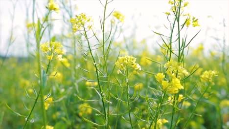 Mustard-flowers.-Mustard-–-mystical-flower-of-happiness-and-health.