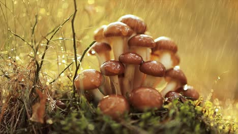 Armillaria-Mushrooms-of-honey-agaric-In-a-Sunny-forest-in-the-rain.
