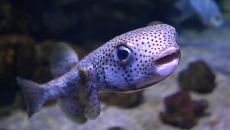 Spot-fin-porcupinefish-(Diodon-hystrix),-also-known-as-the-spotted-porcupinefish