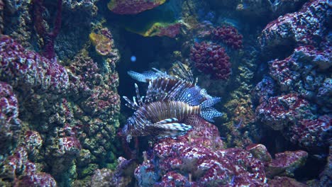 Klarflossen-Feuerfisch-(Pterois-Radiata),-Auch-Schwanzflossen-Feuerfisch-Genannt