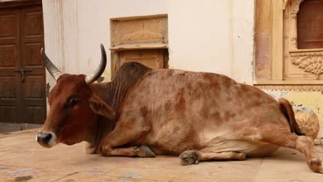 Vaca-En-La-Calle-En-La-India-La-Constitución-De-La-India-Exige-La-Protección-De-Las-Vacas-En-Rajasthan,-India.