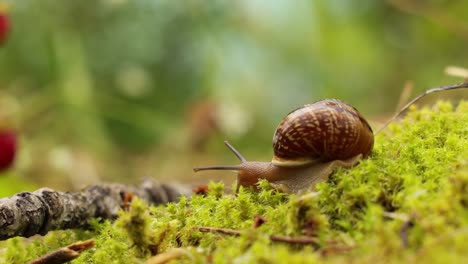 Snail-slowly-creeping-along-super-macro-close-up