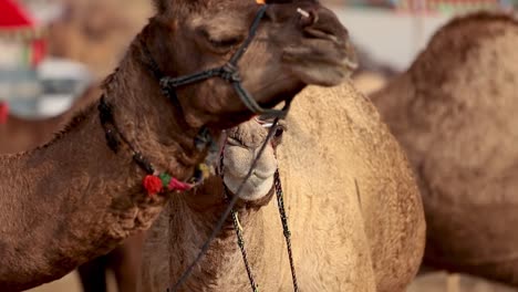 Camels-in-slow-motion-at-the-Pushkar-Fair,-also-called-the-Pushkar-Camel-Fair-or-locally-as-Kartik-Mela-is-an-annual-multi-day-livestock-fair-and-cultural-held-in-the-town-of-Pushkar-Rajasthan,-India.