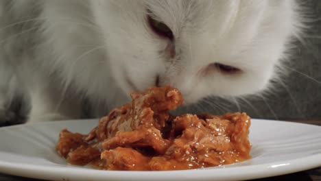 Cat-Eats-Cat-Food