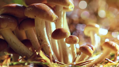 Armillaria-Mushrooms-of-honey-agaric-In-a-Sunny-forest