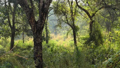 Dschungel-Indien.-Ranthambore-Nationalpark,-Rajasthan,-Indien.-Wunderschöne-Natur-Indiens