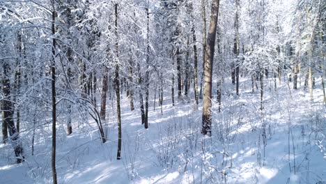 Flying-between-the-trees-in-snowy-forest-winter.