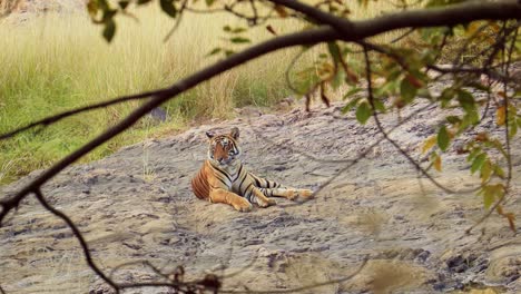El-Tigre-De-Bengala-Es-Una-Población-De-Panthera-Tigris-Originaria-Del-Subcontinente-Indio.-Parque-Nacional-Ranthambore-Sawai-Madhopur-Rajastán-India.