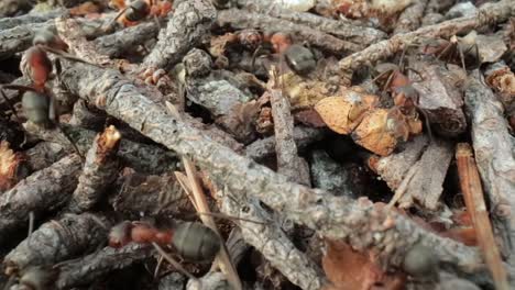 Wilder-Ameisenhaufen-Im-Wald,-Super-Makro-Nahaufnahme