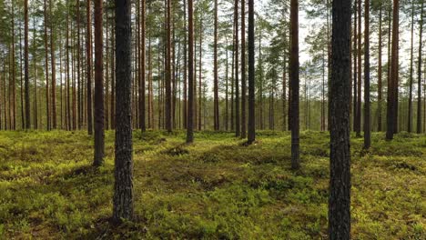 Luftaufnahme-Des-Waldes-In-Finnland.-Wunderschöne-Natur-Finnlands.