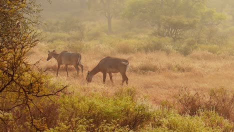 Nilgai-Oder-Blauer-Bulle-Ist-Die-Größte-Asiatische-Antilope-Und-Auf-Dem-Indischen-Subkontinent-Endemisch.-Das-Einzige-Mitglied-Der-Gattung-Boselaphus.-Ranthambore-Nationalpark-Sawai-Madhopur-Rajasthan-Indien