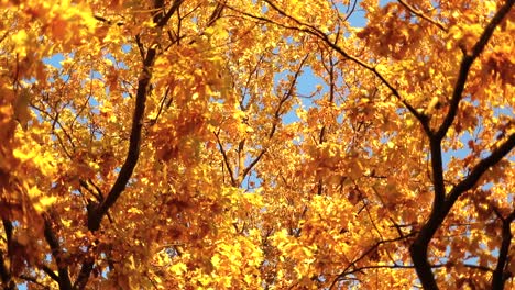 Herbstliche-Eichenblätter.