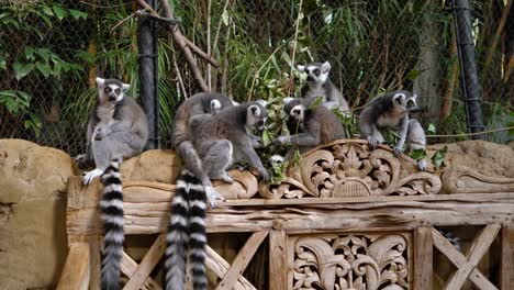 Funny-lemurs-eat-food.