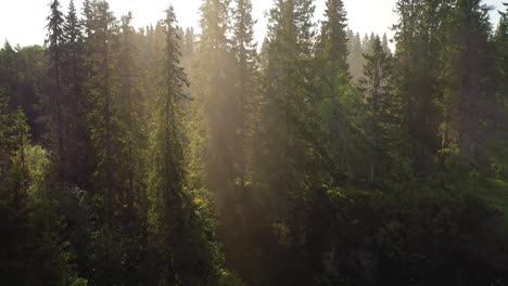 Wunderschöne-Sonnenstrahlen-Erhellen-Die-Bäume-Im-Morgenwald.