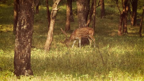 Chital-or-cheetal,-also-known-as-spotted-deer,-chital-deer,-and-axis-deer,-is-a-species-of-deer-that-is-native-in-the-Indian-subcontinent.-Ranthambore-National-Park-Sawai-Madhopur-Rajasthan-India