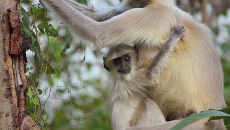 Gray-langur-(Semnopithecus),-also-called-Hanuman-langur-is-a-genus-of-Old-World-monkeys-native-to-the-Indian-subcontinent.-Ranthambore-National-Park-Sawai-Madhopur-Rajasthan-India