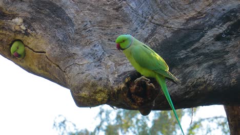Rose-ringed-parakeet-Psittacula-krameri,-also-known-as-the-ring-necked-parakeet,-is-a-medium-sized-parrot-in-the-genus-Psittacula,-of-the-family-Psittacidae.-Ranthambore-National-Park-Rajasthan-India