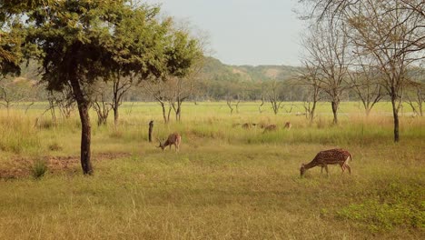 Chital-Oder-Gepard,-Auch-Bekannt-Als-Spotted-Deer,-Chital-Deer-Und-Axis-Deer,-Ist-Eine-Hirschart,-Die-Auf-Dem-Indischen-Subkontinent-Heimisch-Ist.-Ranthambore-Nationalpark-Sawai-Madhopur-Rajasthan-Indien