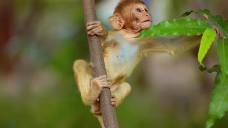 El-Macaco-Rhesus-(macaca-Mulatta)-En-Cámara-Lenta-Es-Una-De-Las-Especies-Más-Conocidas-De-Monos-Del-Viejo-Mundo.-Parque-Nacional-Ranthambore-Sawai-Madhopur-Rajastán-India