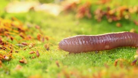An-earthworm-is-a-terrestrial-invertebrate-that-belongs-to-the-class-Clitellata,-order-Oligochaeta,-phylum-Annelida.-They-exhibit-a-tube-within-a-tube-body-plan.