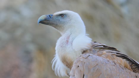 Griffon-vulture-(Gyps-fulvus)-is-a-large-Old-World-vulture-in-the-bird-of-prey-family-Accipitridae.-It-is-also-known-as-the-Eurasian-griffon.