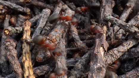 Wild-ant-hill-in-the-forest-super-macro-close-up-shot